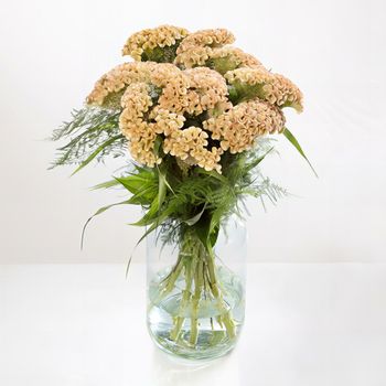 Celosia Haute Couture