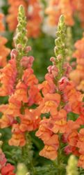 Lejongap Costa Summer Orange F1
