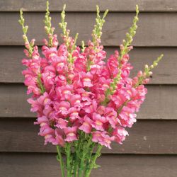Lejongap Costa Rose F1
