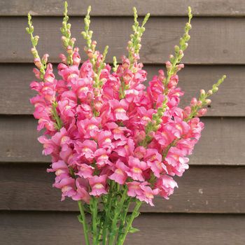 Lejongap Costa Rose F1