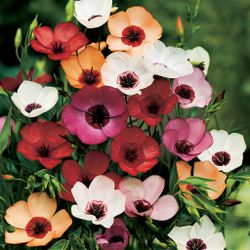 Blomsterlin Charmers Mix