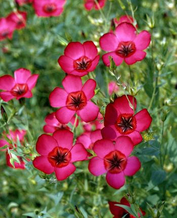 Blomsterlin Rubrum