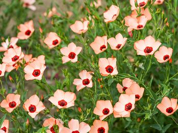 Blomsterlin Salmon
