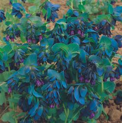 Vaxblomma Pride of Gibraltar