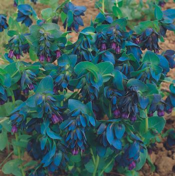 Vaxblomma Pride of Gibraltar