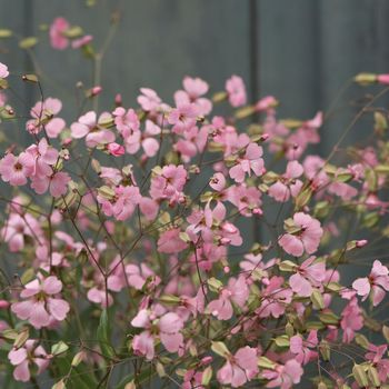 Såpnejlika Pink Beauty