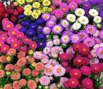 Aster Matsumoto Formula Mixed Colors