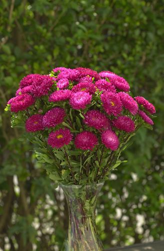 Aster Matsumoto Rose