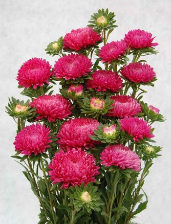 Aster Chrisantella Runaway Bride