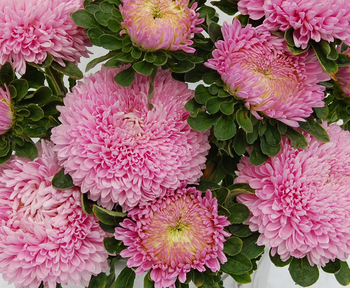 Aster Chrisantella Love Me Tender
