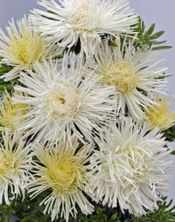 Aster Giant Quilled White