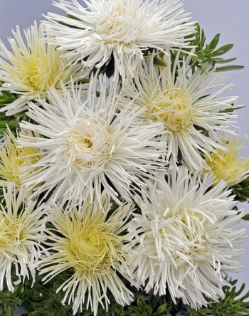 Aster Giant Quilled White