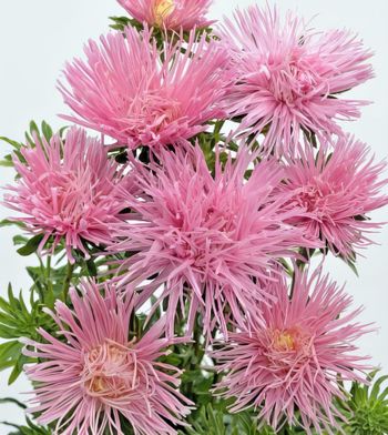 Aster Giant Quilled Soft Pink