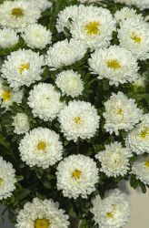 Aster Matsumoto White