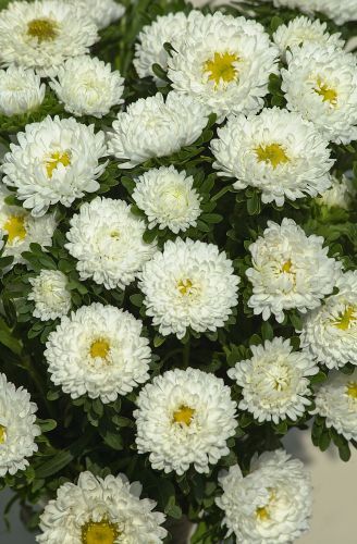 Aster Matsumoto White