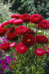 Aster Matsumoto Scarlet