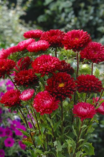 Aster Matsumoto Scarlet