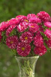 Aster Matsumoto Red Striped