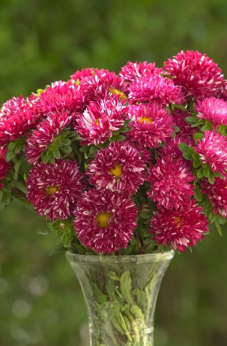 Aster Matsumoto Red Striped