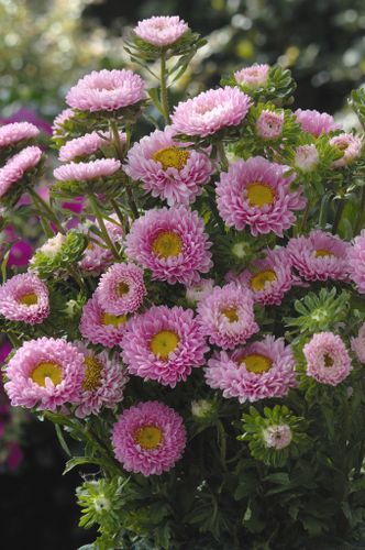 Aster Matsumoto Pink