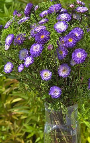 Aster Matsumoto Blue Tipped White