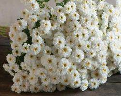 Mattram Tetra White