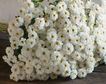 Mattram Tetra White