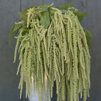 Amarant Emerald Tassels
