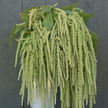 Amarant Emerald Tassels