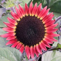 Solros Desire Red