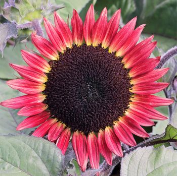 Solros Desire Red