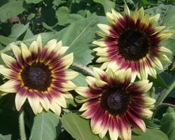 Solros Ruby Eclipse