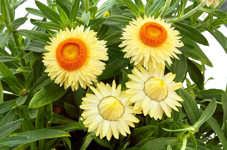 Eternell Frosted Sulphur - Jordnära Fröer • Blomsterfrö online • Odla ...