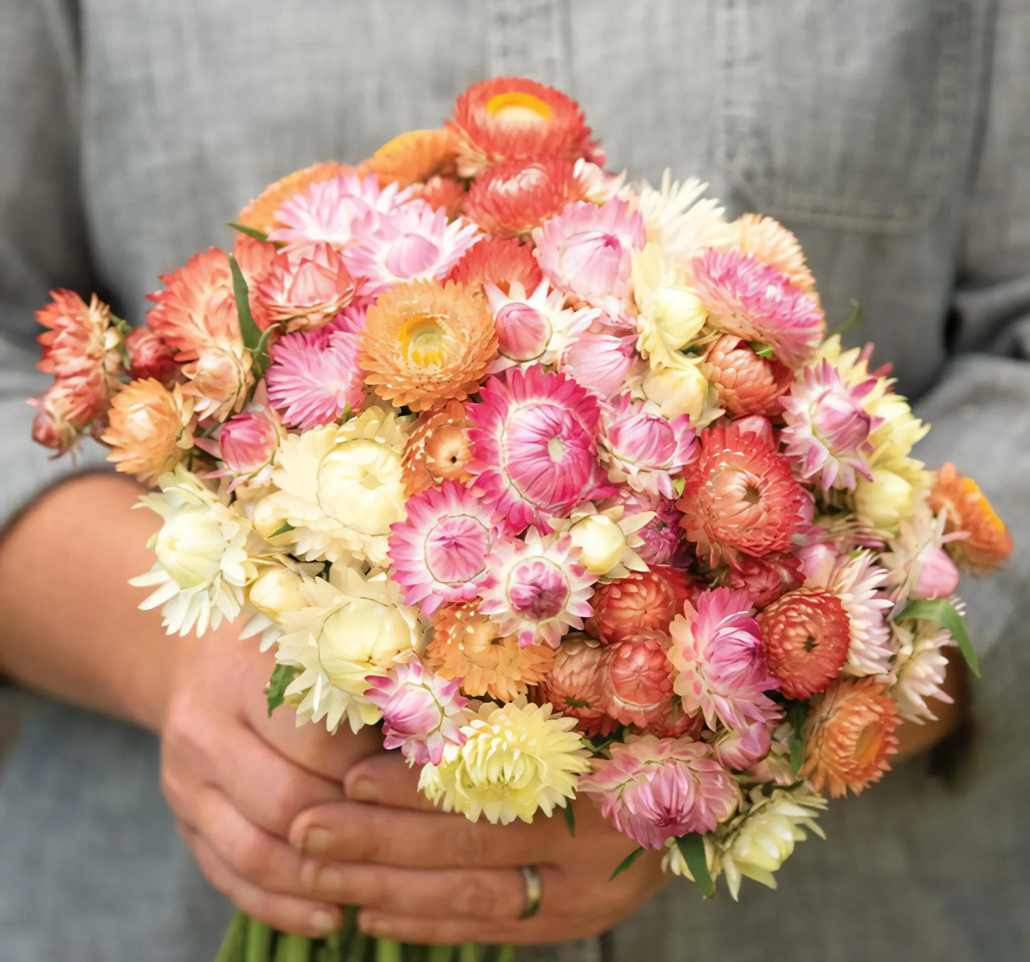 Eternell Seashells Mix - Jordnära Fröer • Blomsterfrö online • Odla blommor