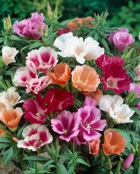 Atlasblomma Grace Mix