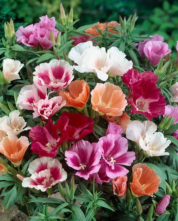 Atlasblomma Grace Mix