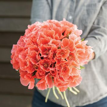 Atlasblomma Grace Salmon