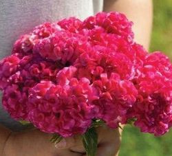 Celosia Chief Rose