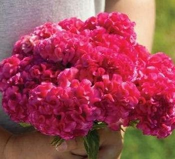 Celosia Chief Rose