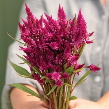 Celosia Celway Purple