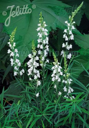Purpursporre Springside White