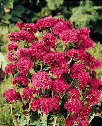 Ageratum Red Flint