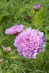 Rosenskära Double Dutch Rose