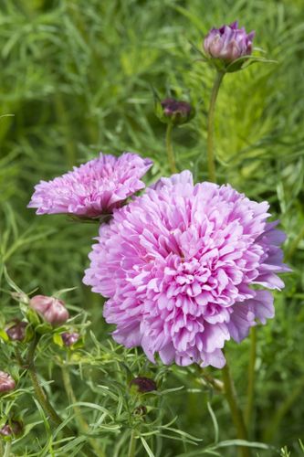 Rosenskära Double Dutch Rose