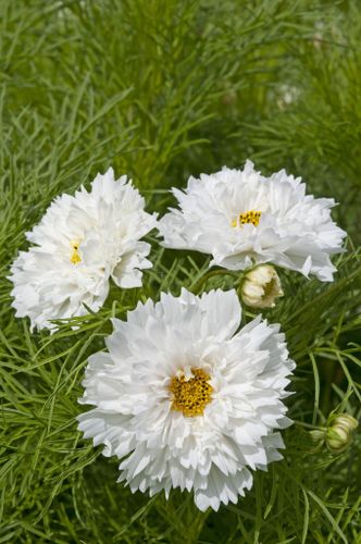 Rosenskära Double Dutch White