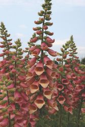Fingerborgsblomma Polkadot Polly
