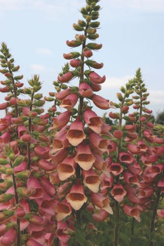 Fingerborgsblomma Polkadot Polly