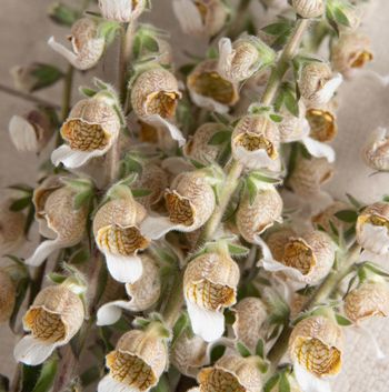 Fingerborgsblomma Cafe Cream