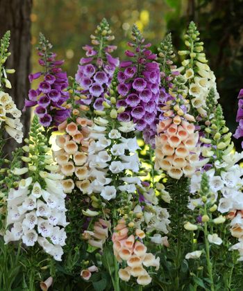 Fingerborgsblomma Dalmatian Mixed