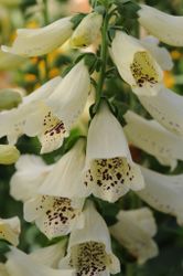 Fingerborgsblomma Dalmatian Creme